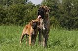 DOGUE ALLEMAND 263